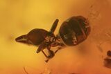 Fossil Ant, Two Flies And Mite In Baltic Amber #109490-4